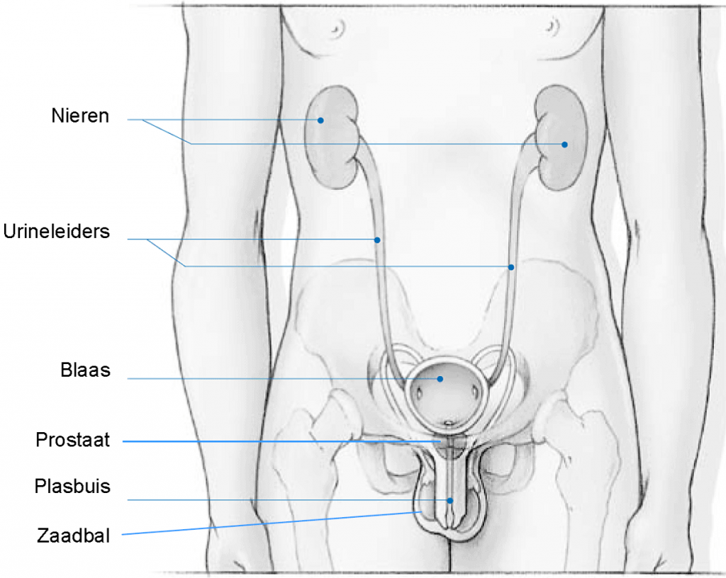 urologie maastricht 